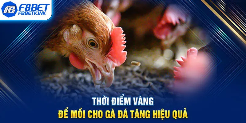 Thời điểm vàng để mồi cho gà đá tăng hiệu quả